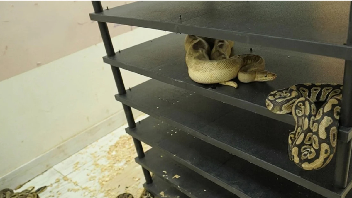 Chinese Man Sentenced to Jail After Massive Home Python Breeding Operation Exposed via Electricity Records