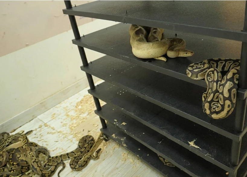 Chinese Man Sentenced to Jail After Massive Home Python Breeding Operation Exposed via Electricity Records