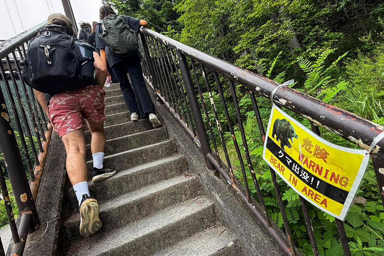 Japan Launches Massive Camera Survey as Bear Attacks Reach Crisis Level