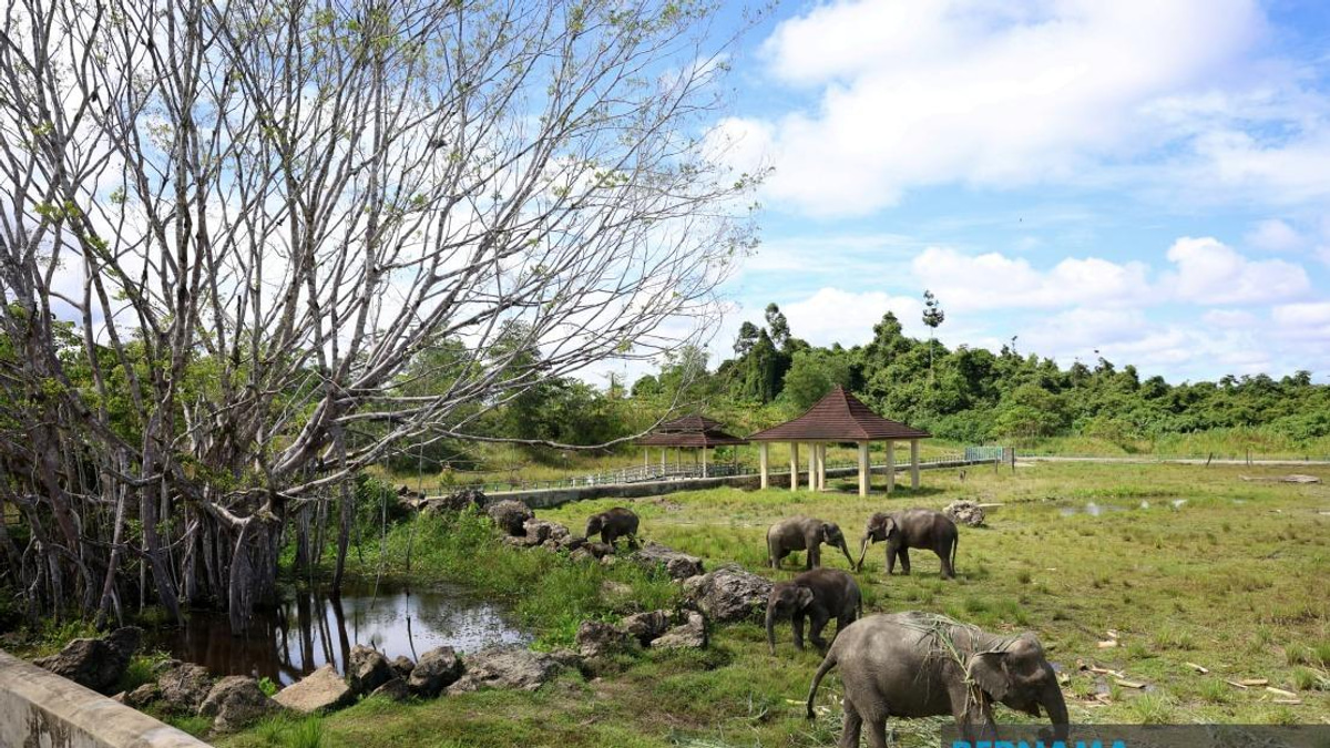 Sabah Plans to Expand Tawau Elephant Sanctuary Model Across State If Pilot Succeeds