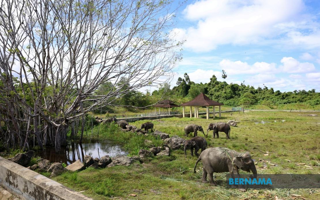 Sabah Plans to Expand Tawau Elephant Sanctuary Model Across State If Pilot Succeeds