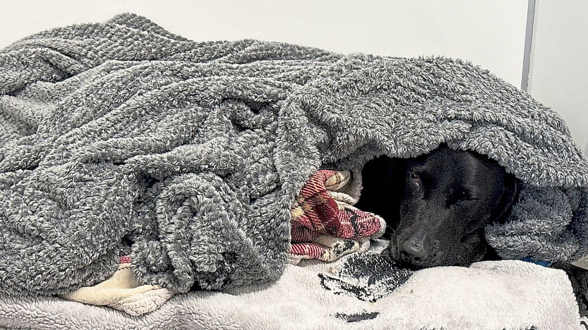 British dog owner recounts harrowing mountain rescue after pet's accidental cannabis ingestion