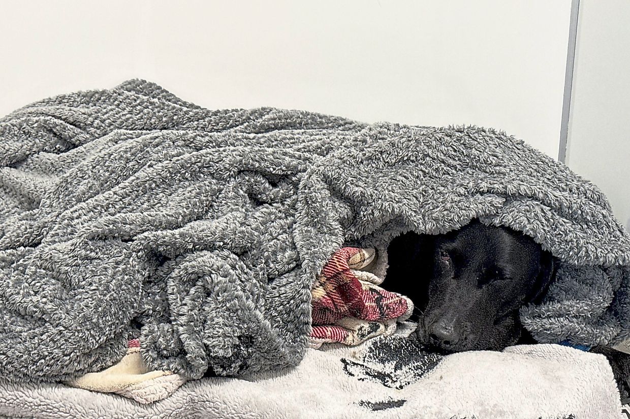 British dog owner recounts harrowing mountain rescue after pet's accidental cannabis ingestion