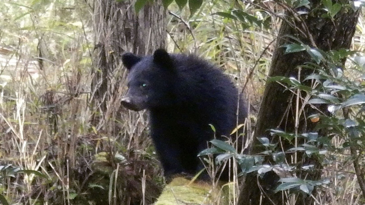 Japan's Bear Crisis Overwhelms Local Officials, Swamped by Hostile Complaints
