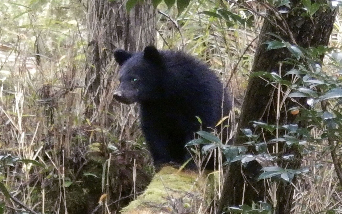 Japan's Bear Crisis Overwhelms Local Officials, Swamped by Hostile Complaints