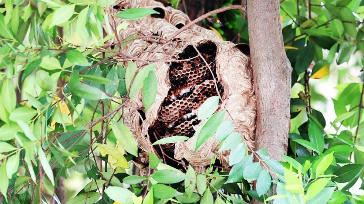 Four hospitalised in hornet attack near Singapore's Redhill Market