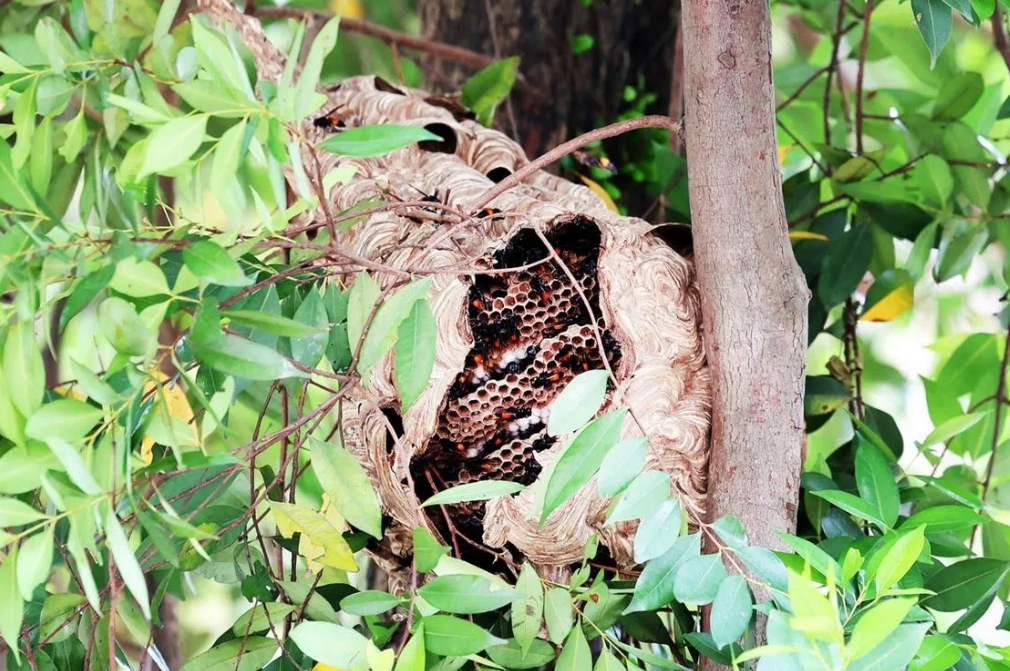 Four hospitalised in hornet attack near Singapore's Redhill Market