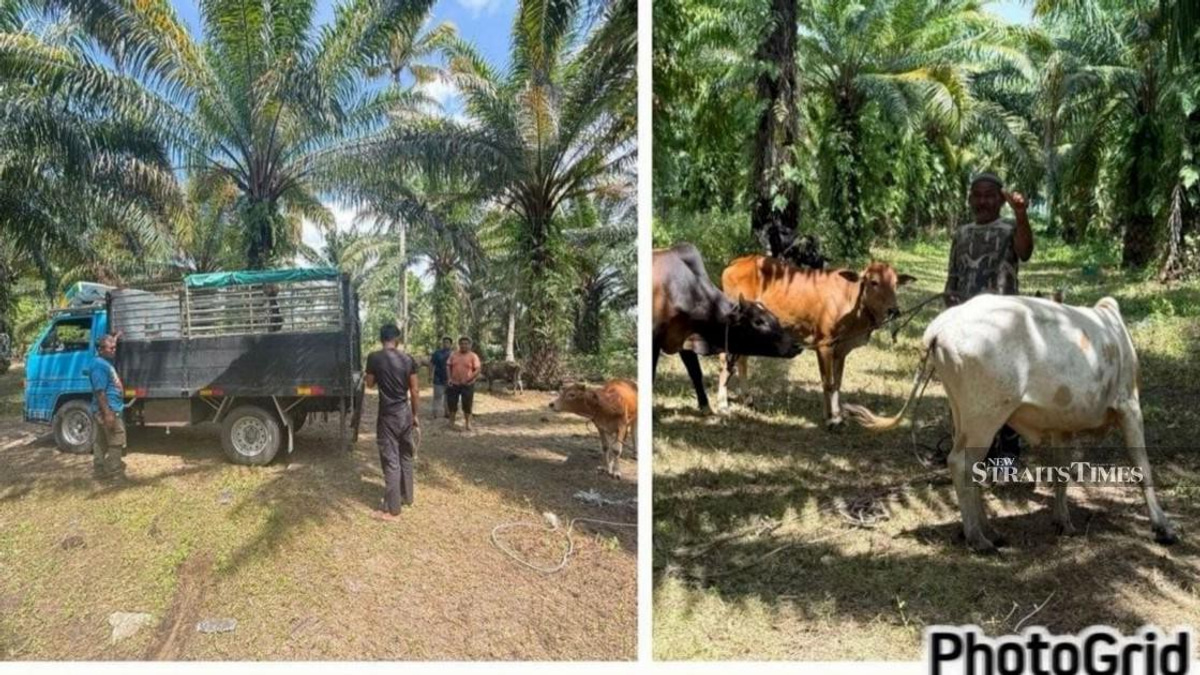 Major cattle theft ring dismantled in East Coast operation; RM96,000 in livestock recovered