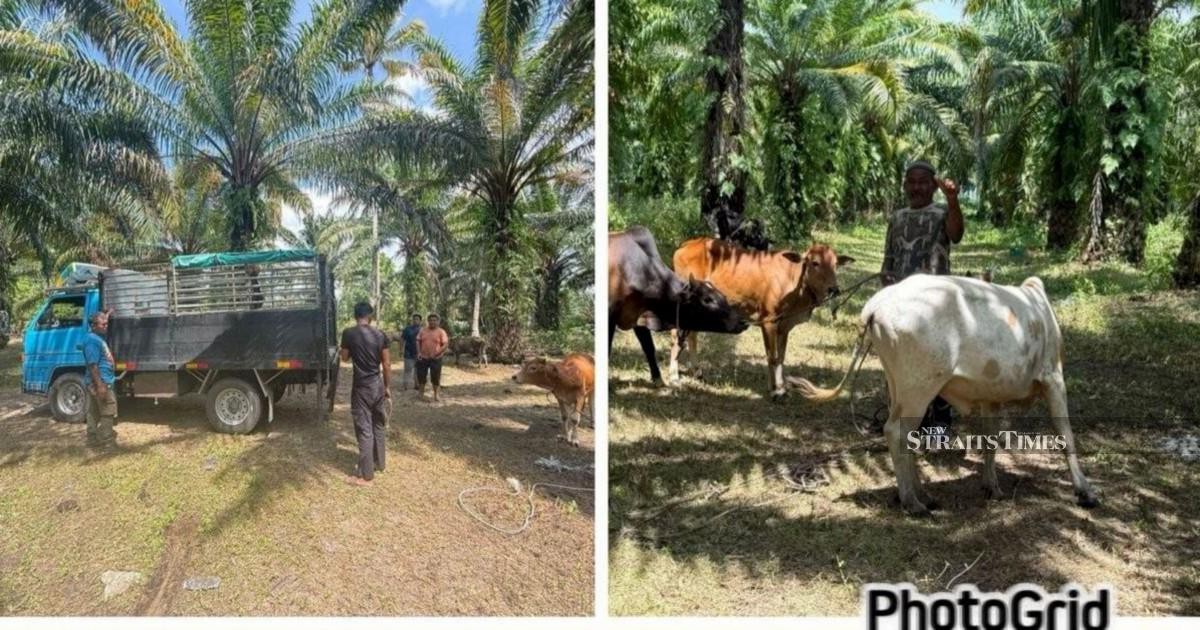 Major cattle theft ring dismantled in East Coast operation; RM96,000 in livestock recovered