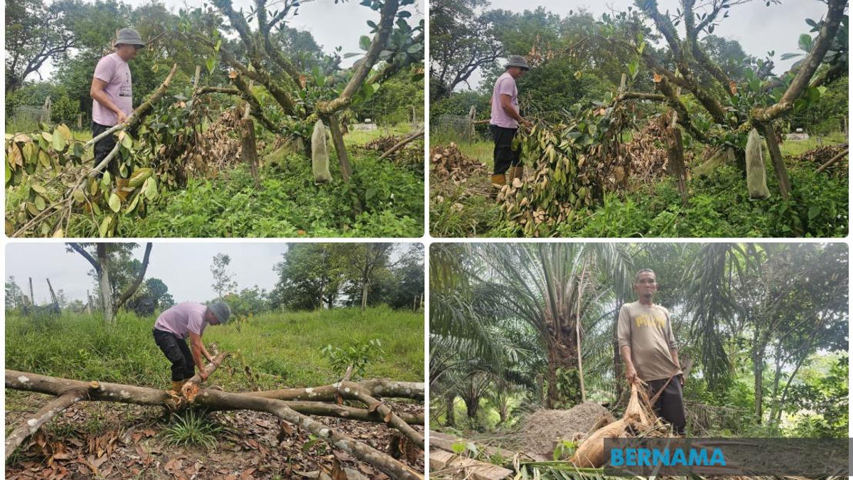 Wild Elephants Return to Terengganu Housing Estate, Residents Demand Action