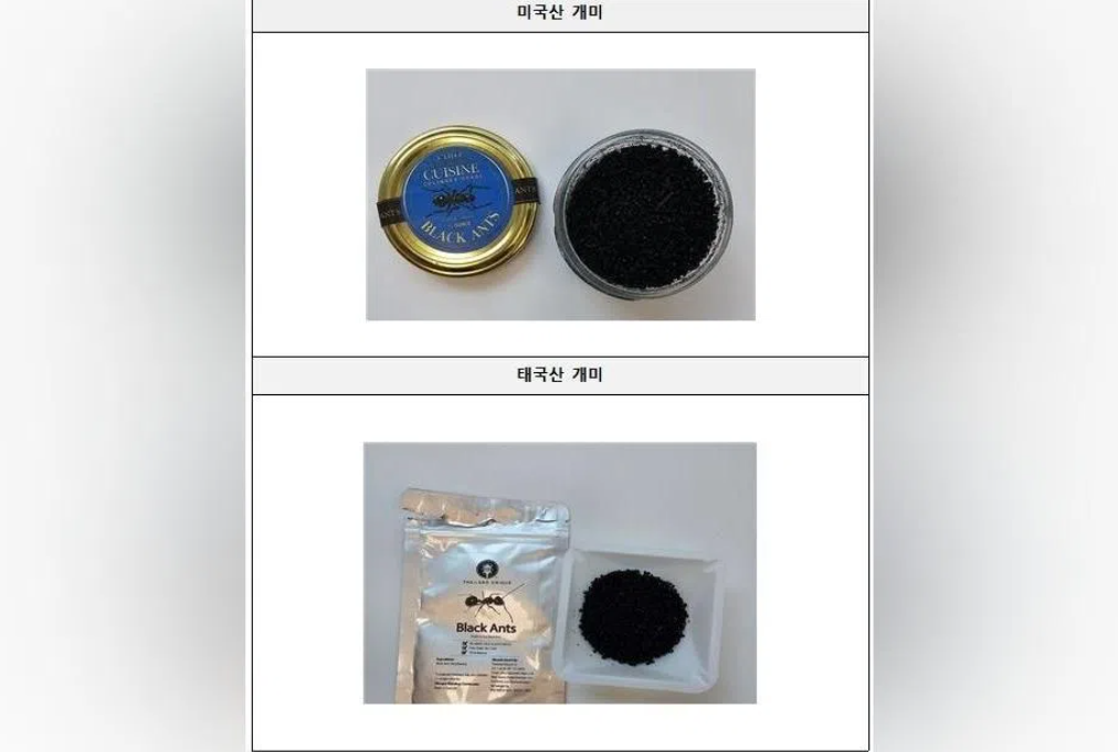 Michelin-starred Seoul chef faces jail time over illicit ant garnish on desserts