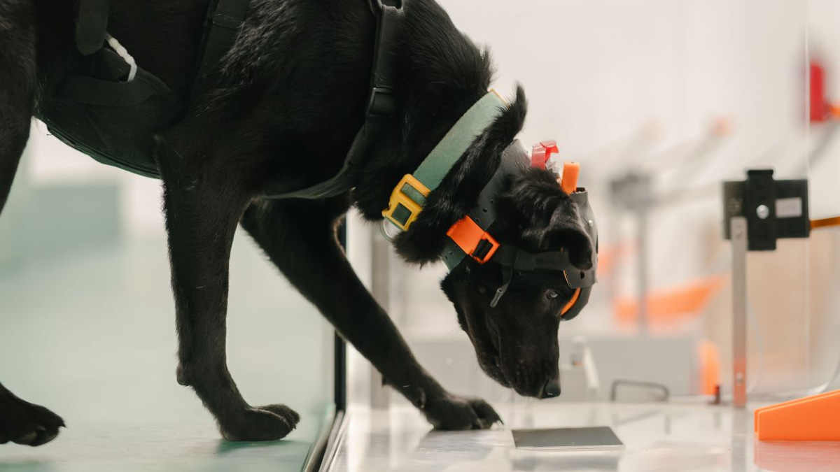 Indian startup harnesses cancer-detecting dogs and AI to expand early screening across Asia