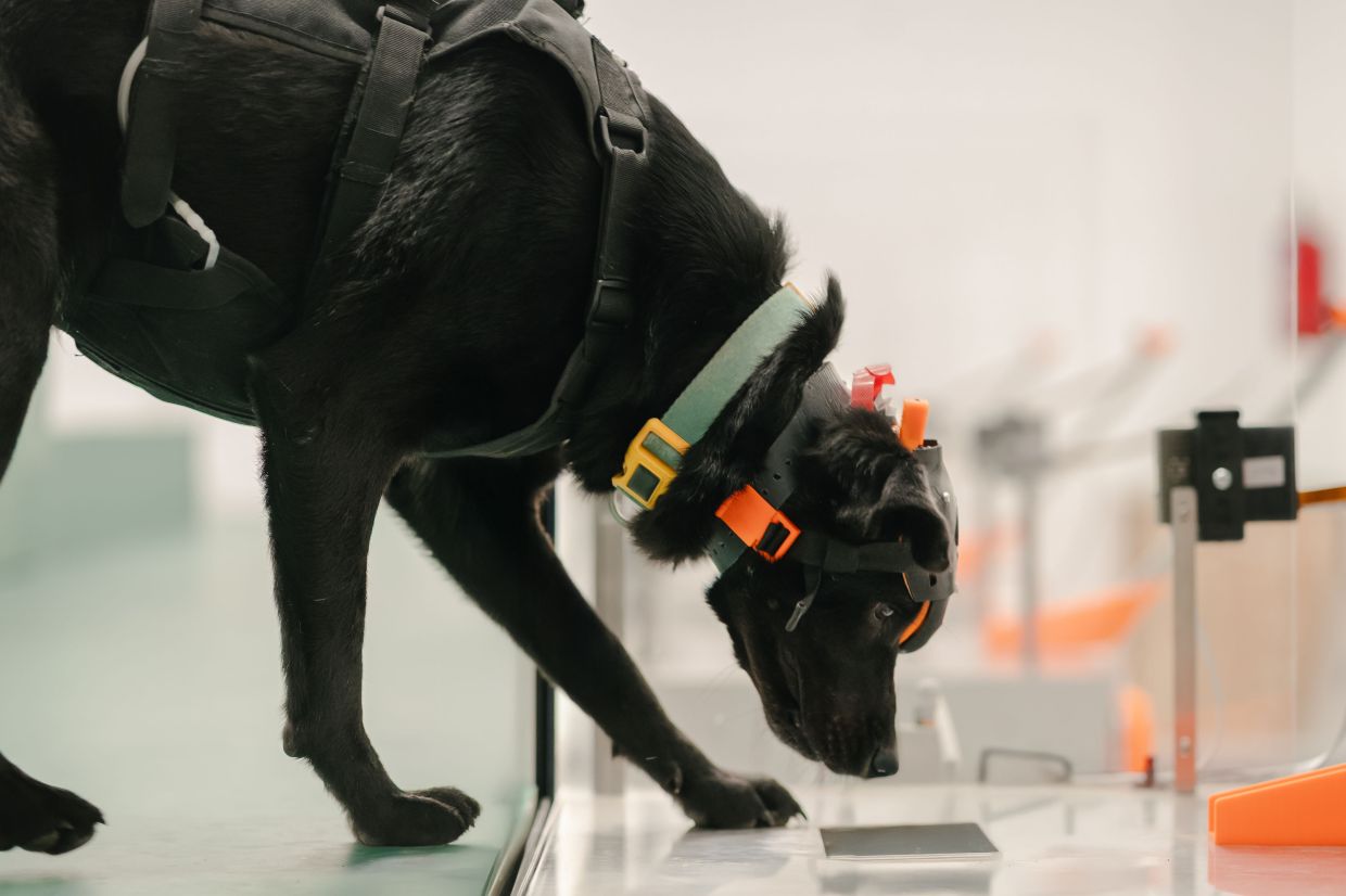 Indian startup harnesses cancer-detecting dogs and AI to expand early screening across Asia