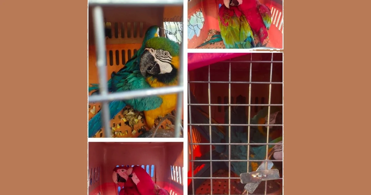 Two men arrested transporting eight protected macaws worth RM400,000 in Kelantan