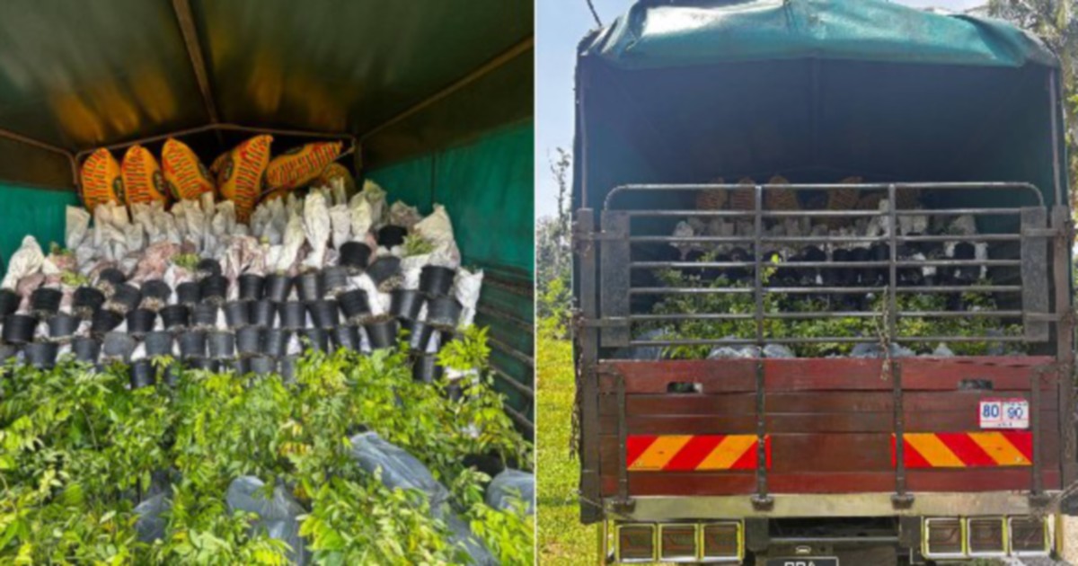 Lorry driver detained in RM200,000 ornamental plant smuggling bust at Rantau Panjang