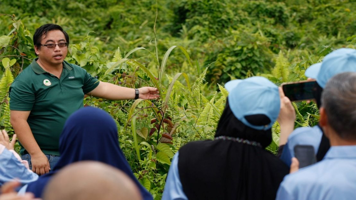 Malaysian Palm Oil Foundation Breathes New Life Into Sabah's Scarred Forests