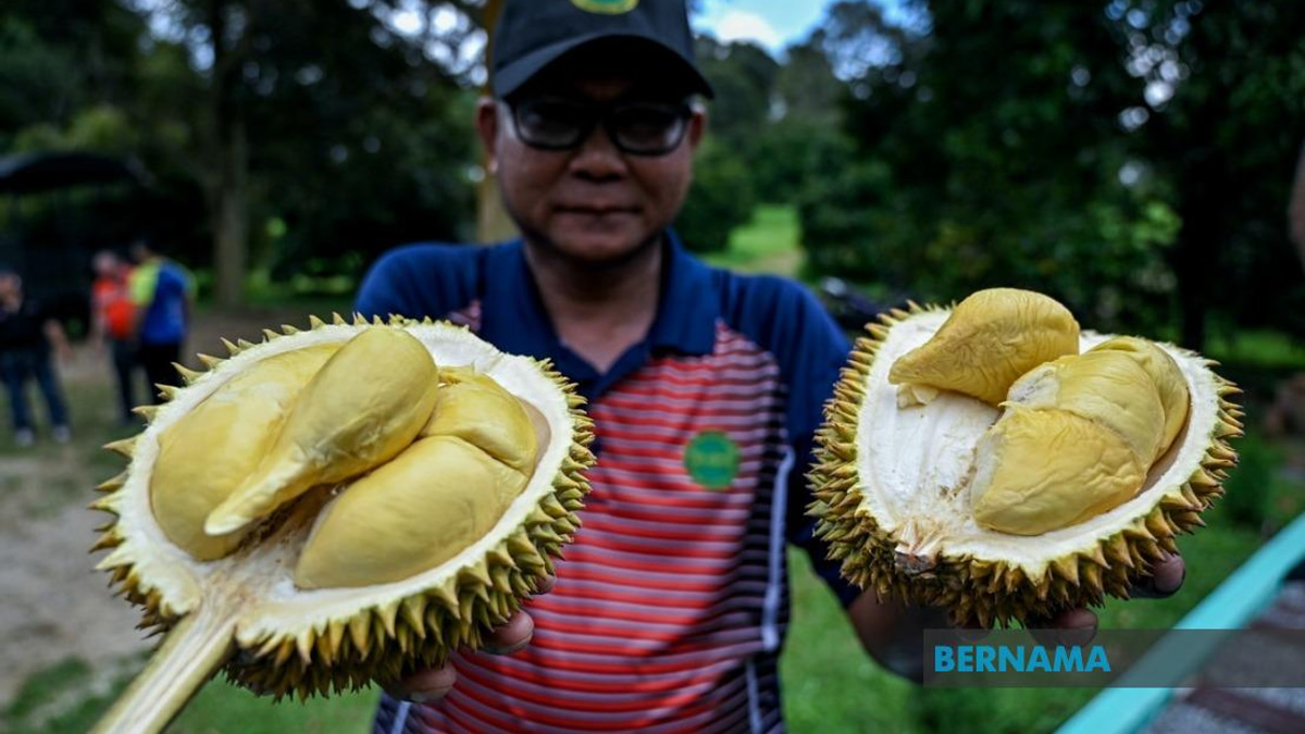 MARDI's MS88 Hybrid Durian Expansion Reaches 25,000 Trees Across Malaysia