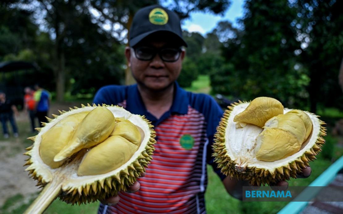 MARDI's MS88 Hybrid Durian Expansion Reaches 25,000 Trees Across Malaysia