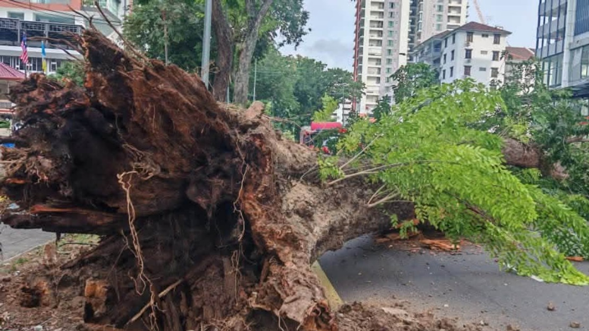Structural Decay and Urban Pressures Led to George Town Tree Collapse
