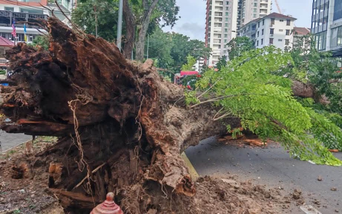 Structural Decay and Urban Pressures Led to George Town Tree Collapse