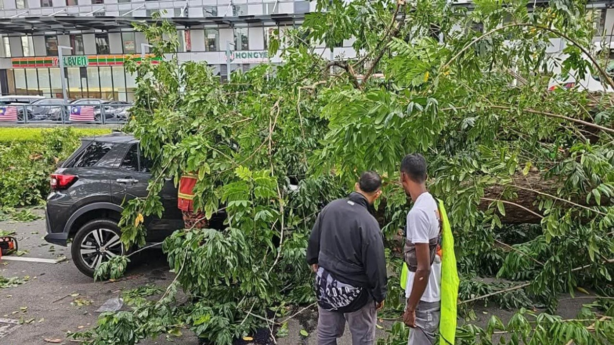 Three Family Members Injured After Tree Crushes Vehicle on George Town Road