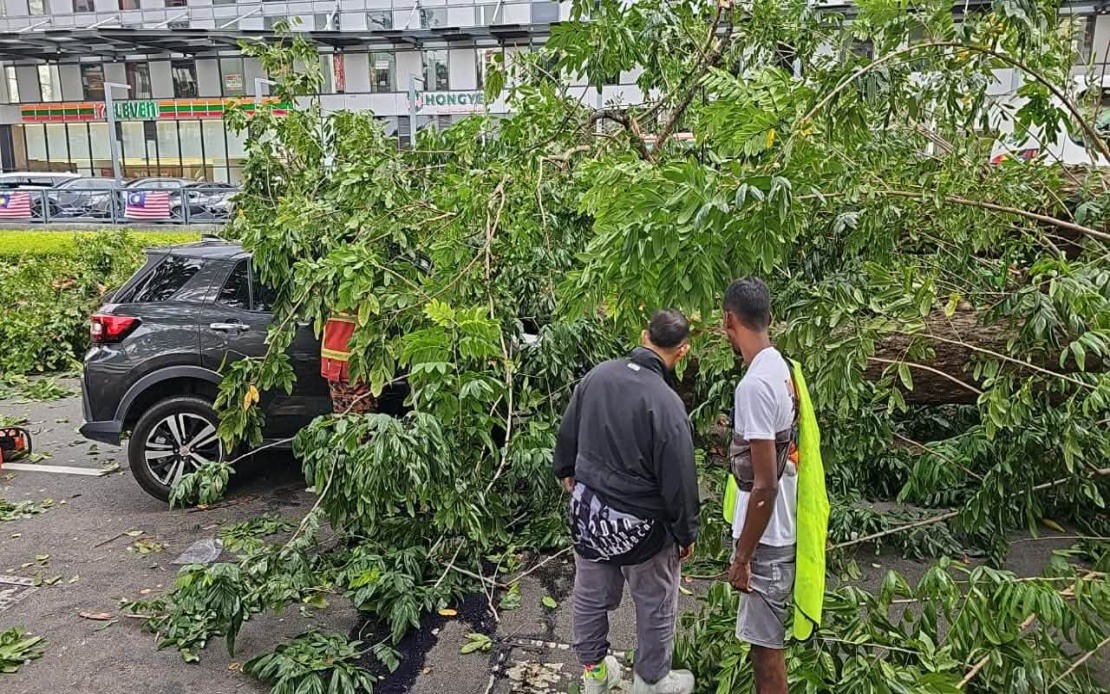 Three Family Members Injured After Tree Crushes Vehicle on George Town Road