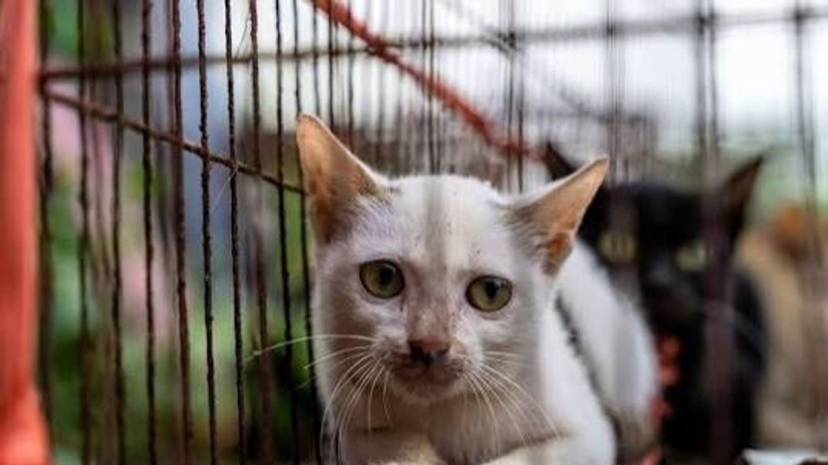 Vietnamese police dismantle cat-theft syndicate, reunite 40+ stolen pets with owners