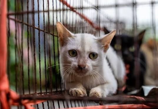Vietnamese police dismantle cat-theft syndicate, reunite 40+ stolen pets with owners