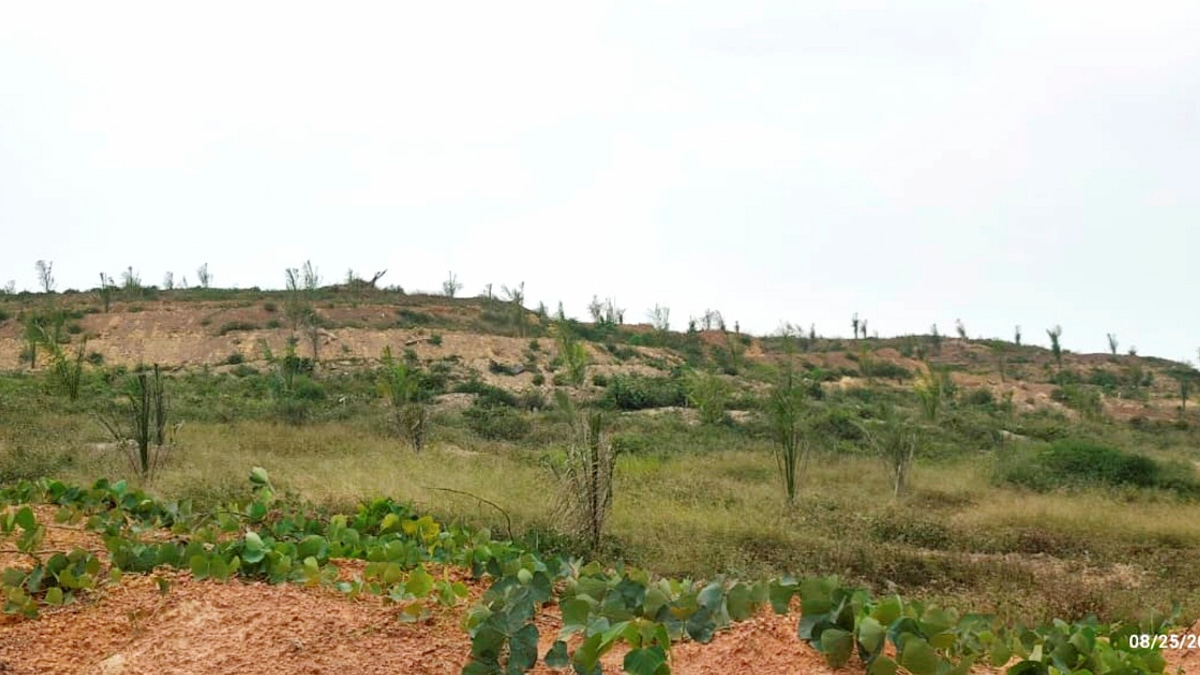 Felda Palong 7 settlers lodge MACC report over substandard oil palm seedlings