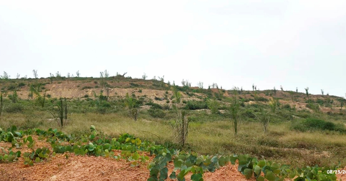 Felda Palong 7 settlers lodge MACC report over substandard oil palm seedlings