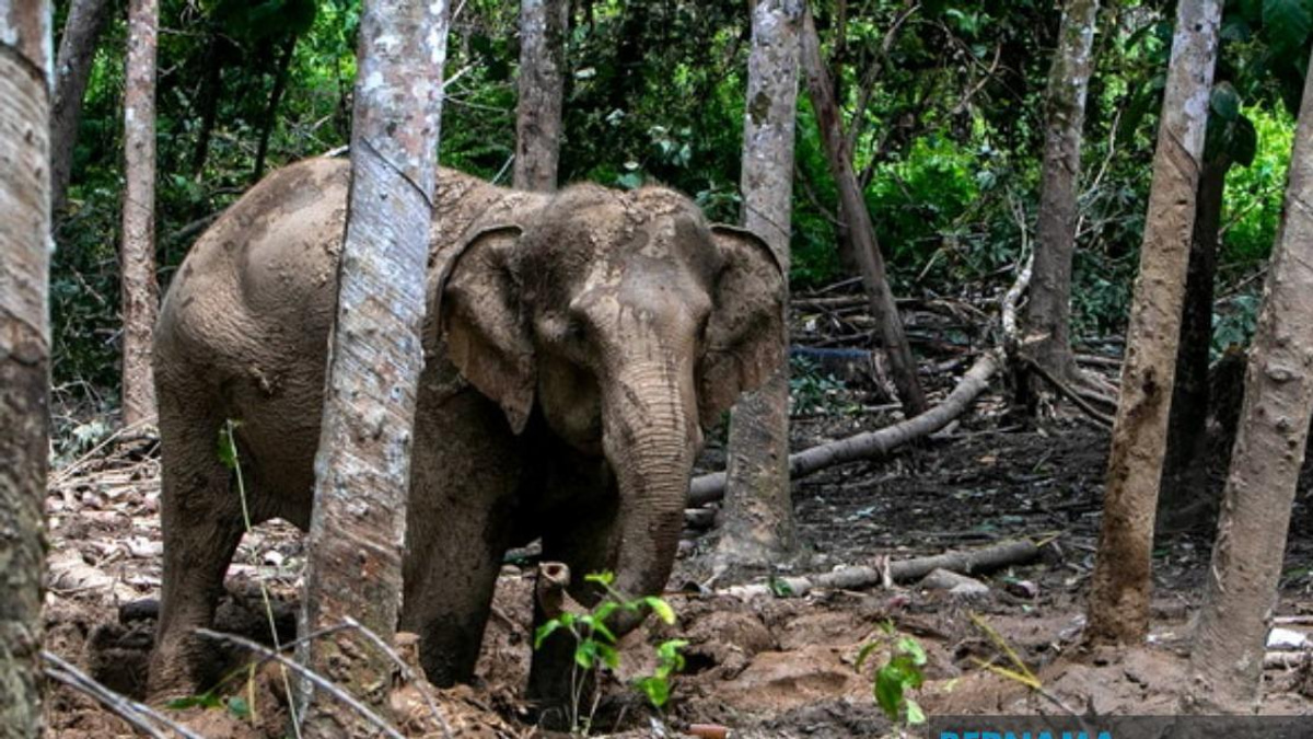 Orang Asli Villager Injured in Elephant Attack While Protecting Crops