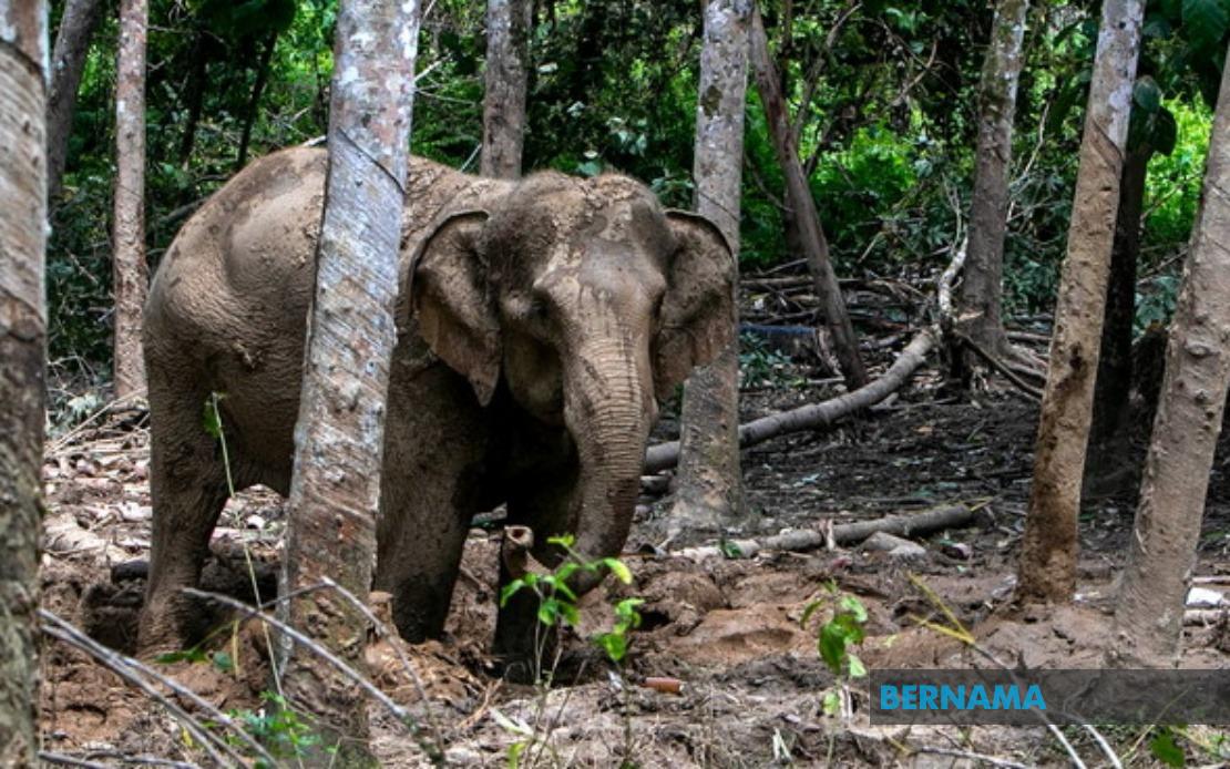 Orang Asli Villager Injured in Elephant Attack While Protecting Crops