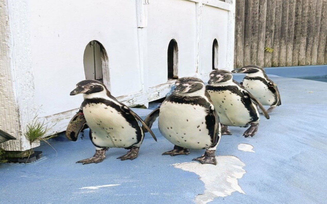 All Four Humboldt Penguins at Japanese Zoo Die From Avian Malaria