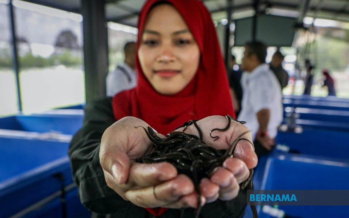 PTSS Bridges Education and Enterprise Through Commercial Eel Farming Initiative