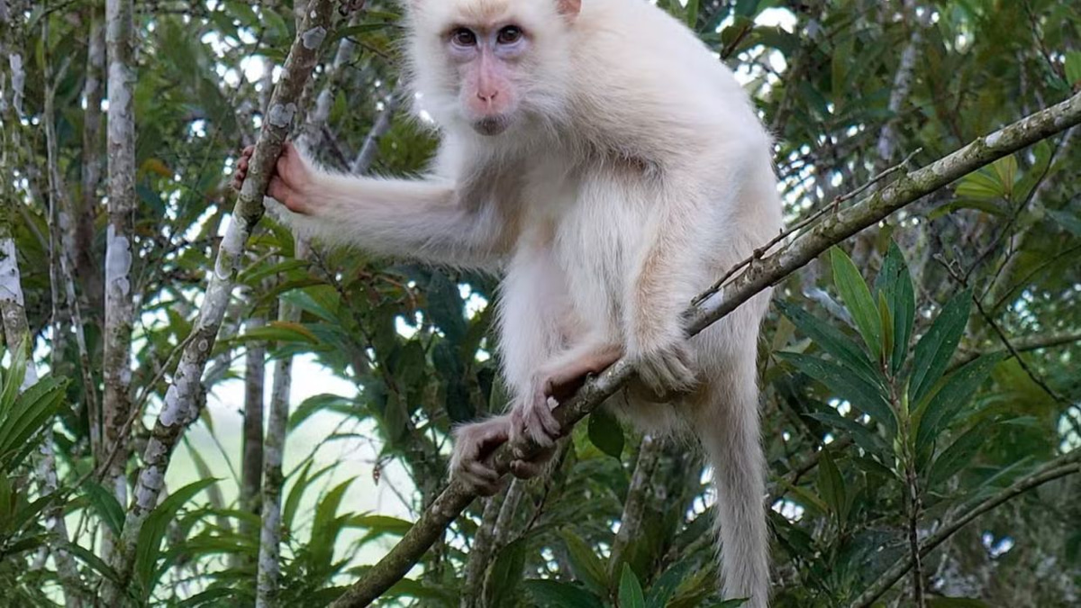 Philippines launches protection effort for rare white macaque in Sultan Kudarat