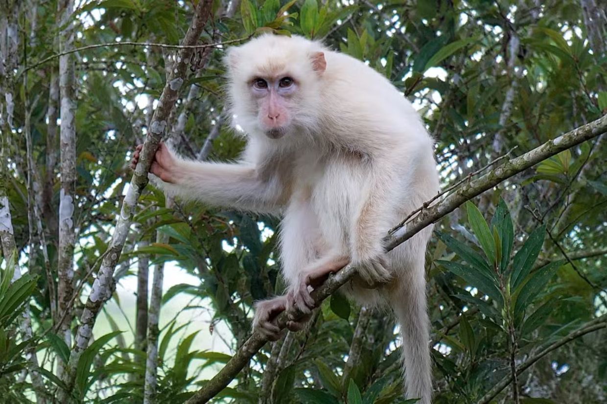 Philippines launches protection effort for rare white macaque in Sultan Kudarat