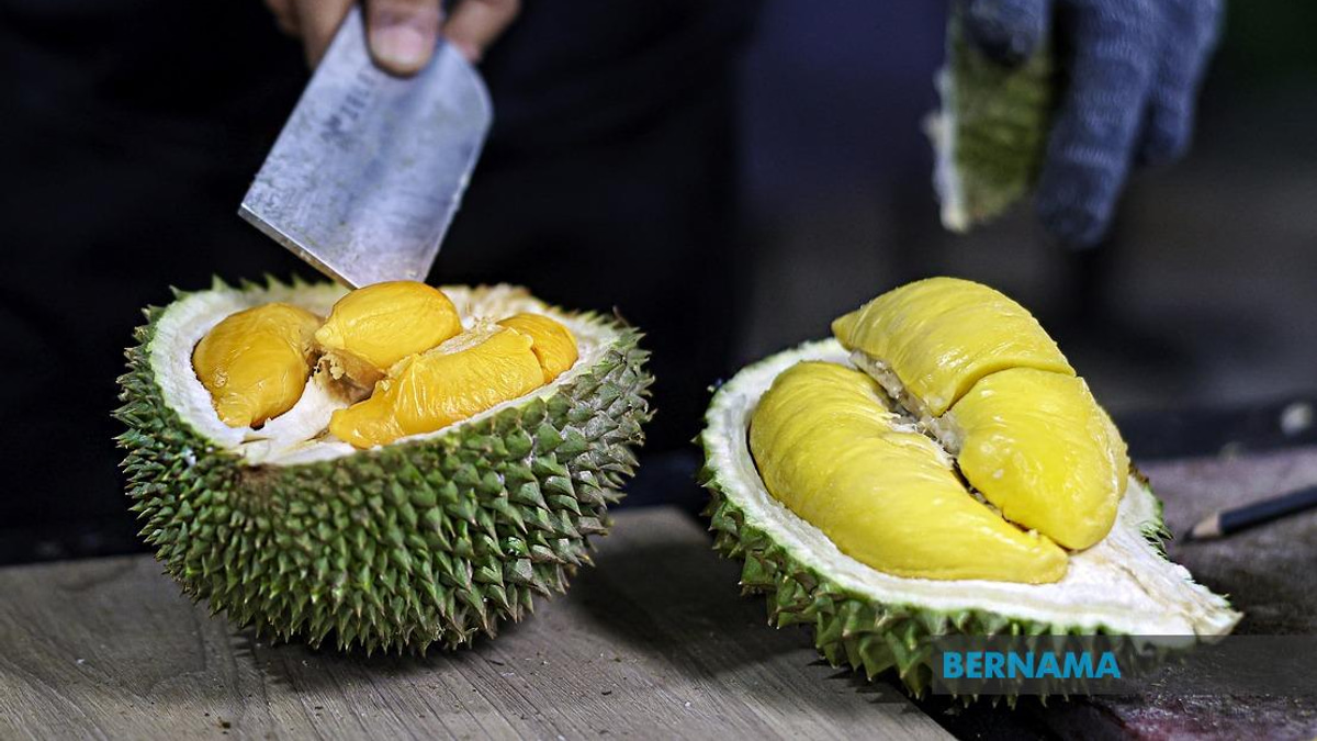 FAMA Bolsters Penang Durian Push as Output Surges Past 18,000 Tonnes