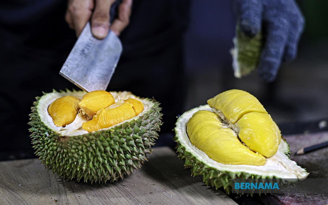 FAMA Bolsters Penang Durian Push as Output Surges Past 18,000 Tonnes