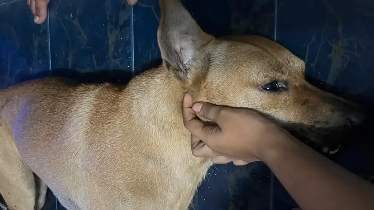 Independent Investigation Needed Into Dog's Death During Enforcement, Says Santiago