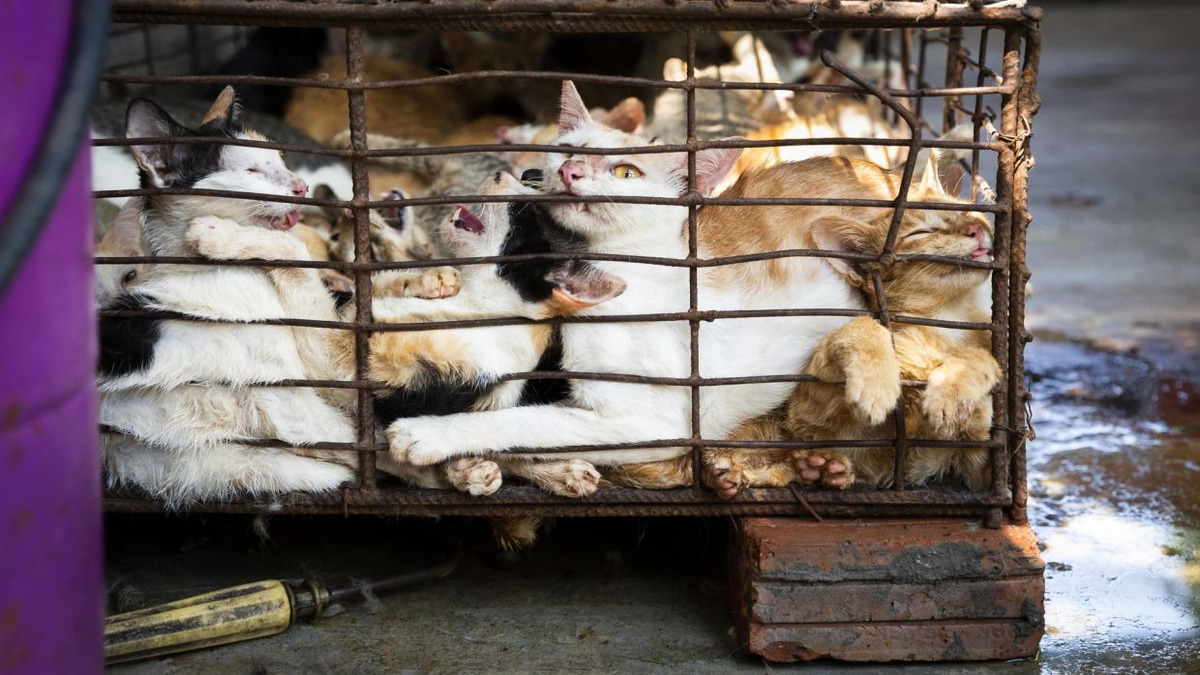 Superstition and tradition drive brutal cat meat trade across Indochina despite public opposition