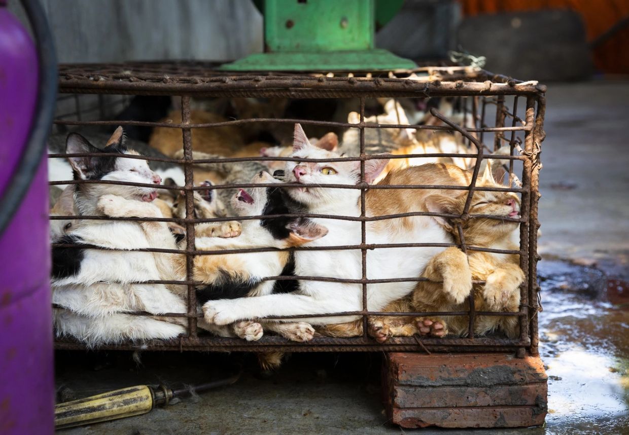Superstition and tradition drive brutal cat meat trade across Indochina despite public opposition