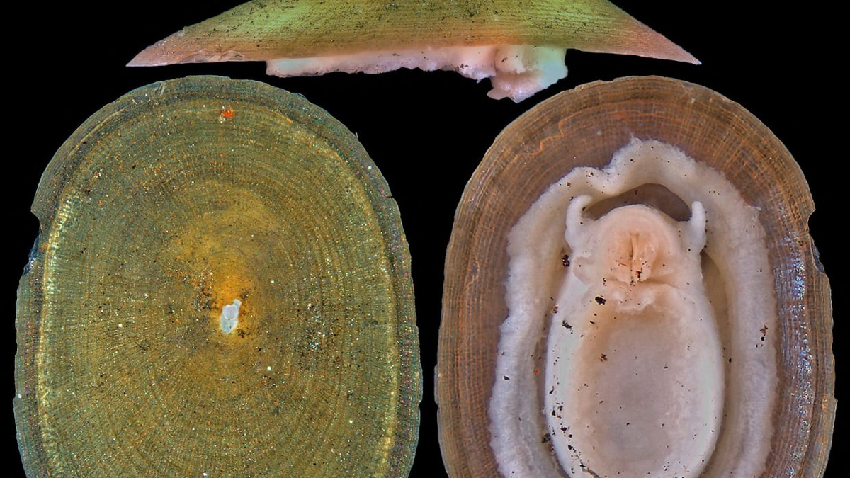 Deep-sea mining threatens majority of hydrothermal vent molluscs, warns conservation body