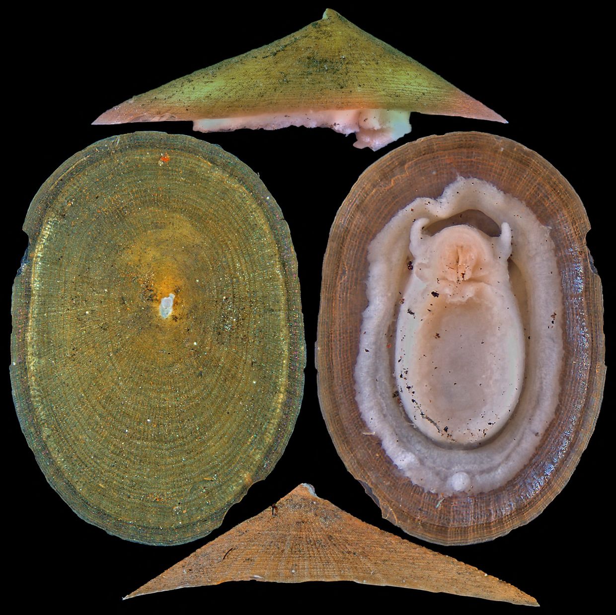 Deep-sea mining threatens majority of hydrothermal vent molluscs, warns conservation body