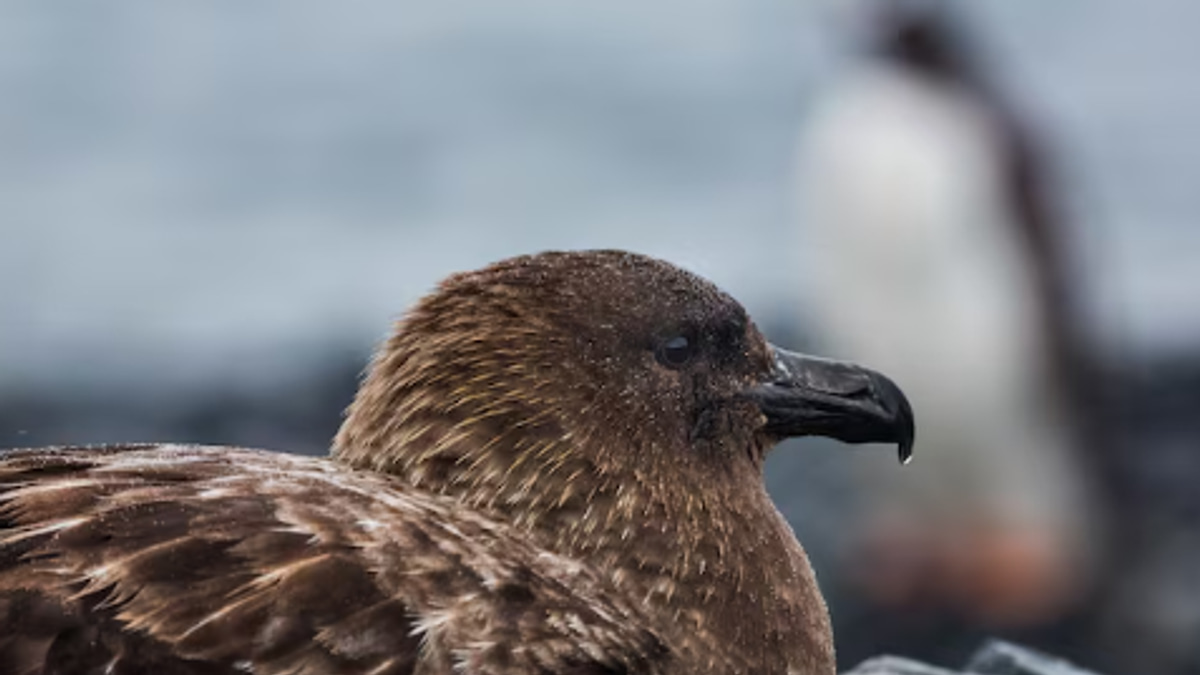 New Zealand confirms first H5N1 case as bird flu reaches all continents; endangered species vaccination begins