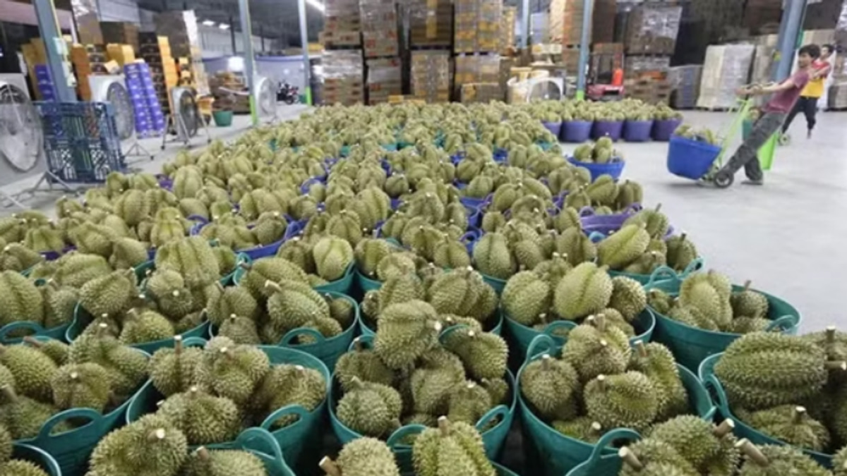 Vietnam's Durian Scandal Deepens as Deputy Agriculture Minister Detained on Bribery Charges