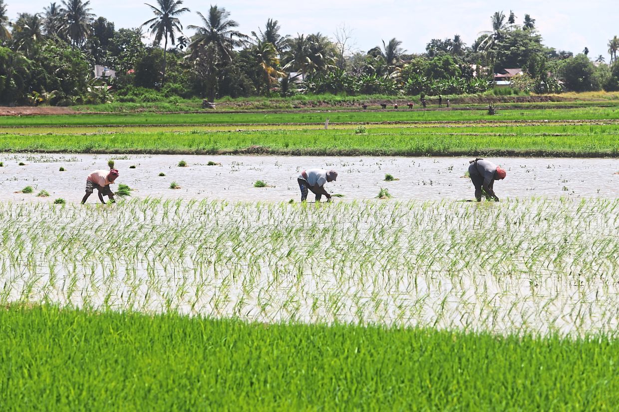 Malaysia Shields Food Prices From Middle East Turbulence Through Strategic Subsidies and Long-Term Productivity Plans