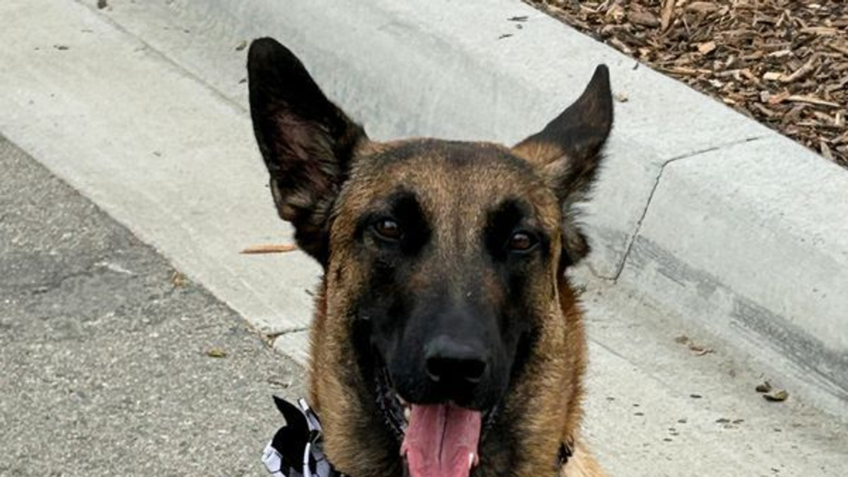 World Cup Security Dogs Guard Stadiums Across North America