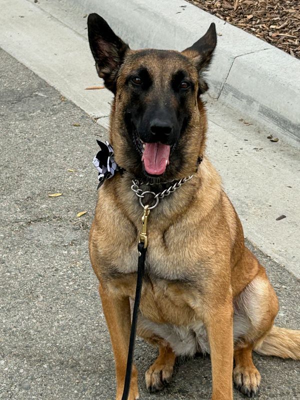World Cup Security Dogs Guard Stadiums Across North America