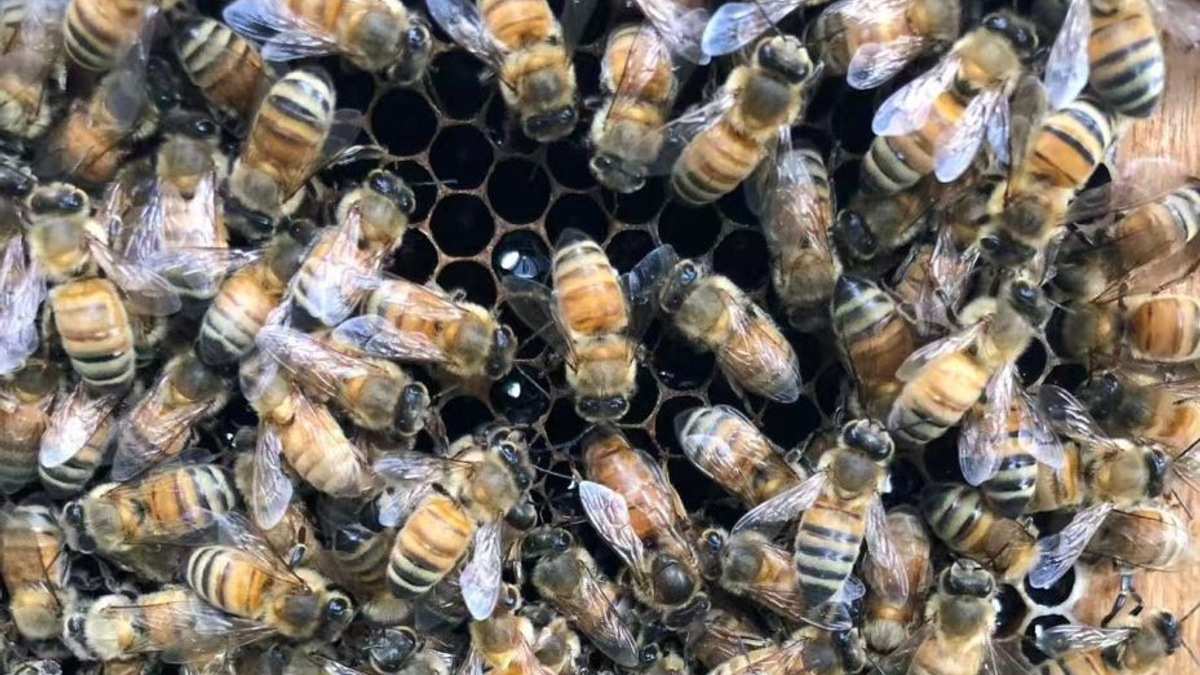 Beyond Royal Jelly: How Honeybee Workers Engineer a Queen Through Architectural Innovation