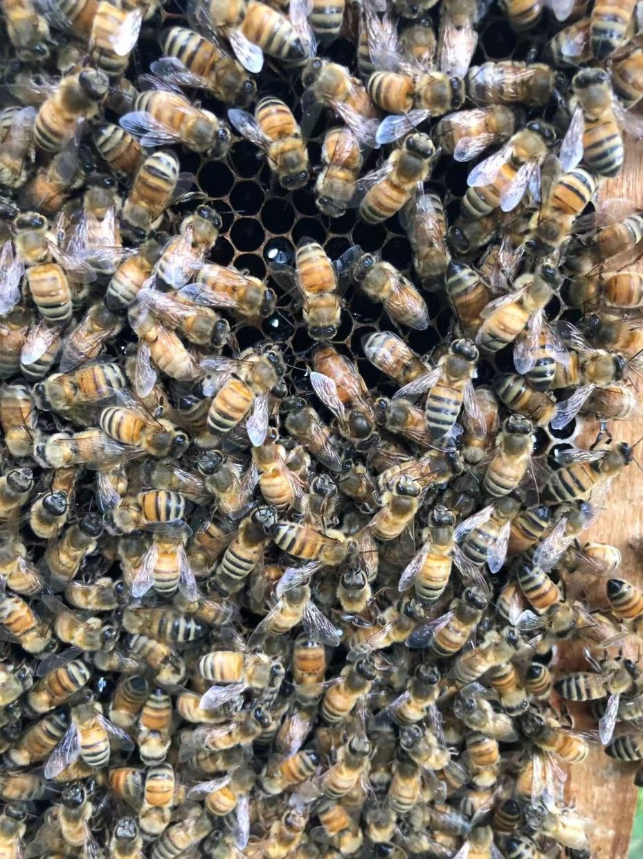 Beyond Royal Jelly: How Honeybee Workers Engineer a Queen Through Architectural Innovation